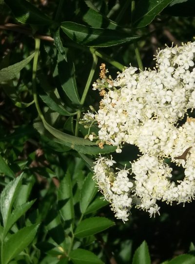 Loose Leaf Elder Flowers (2 oz)