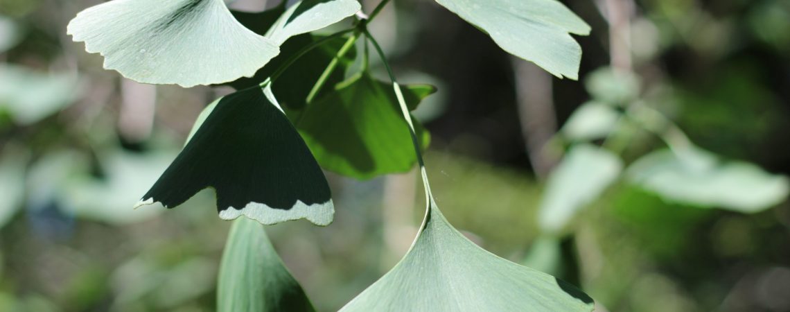 Ginkgo biloba/Maidenhair Tree