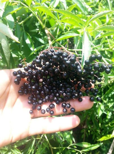 Elderberries (4oz)