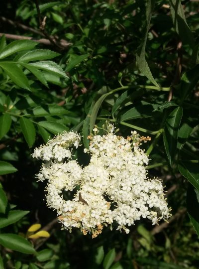 Loose Leaf Elder Flowers (2 oz)